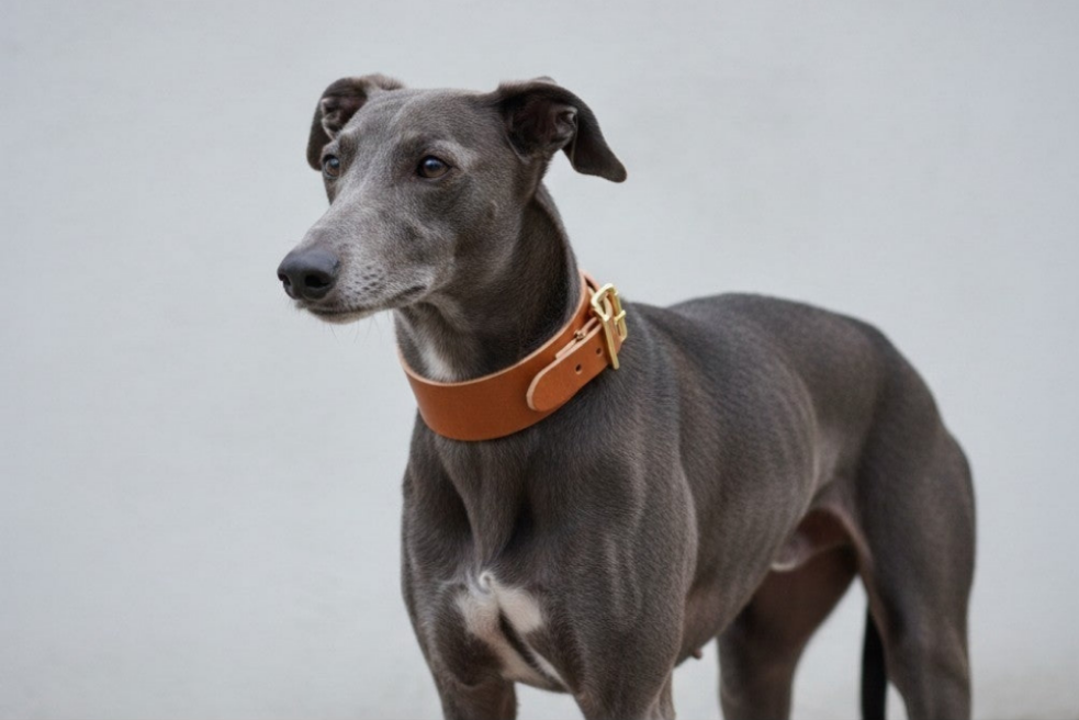 The Dale Collar