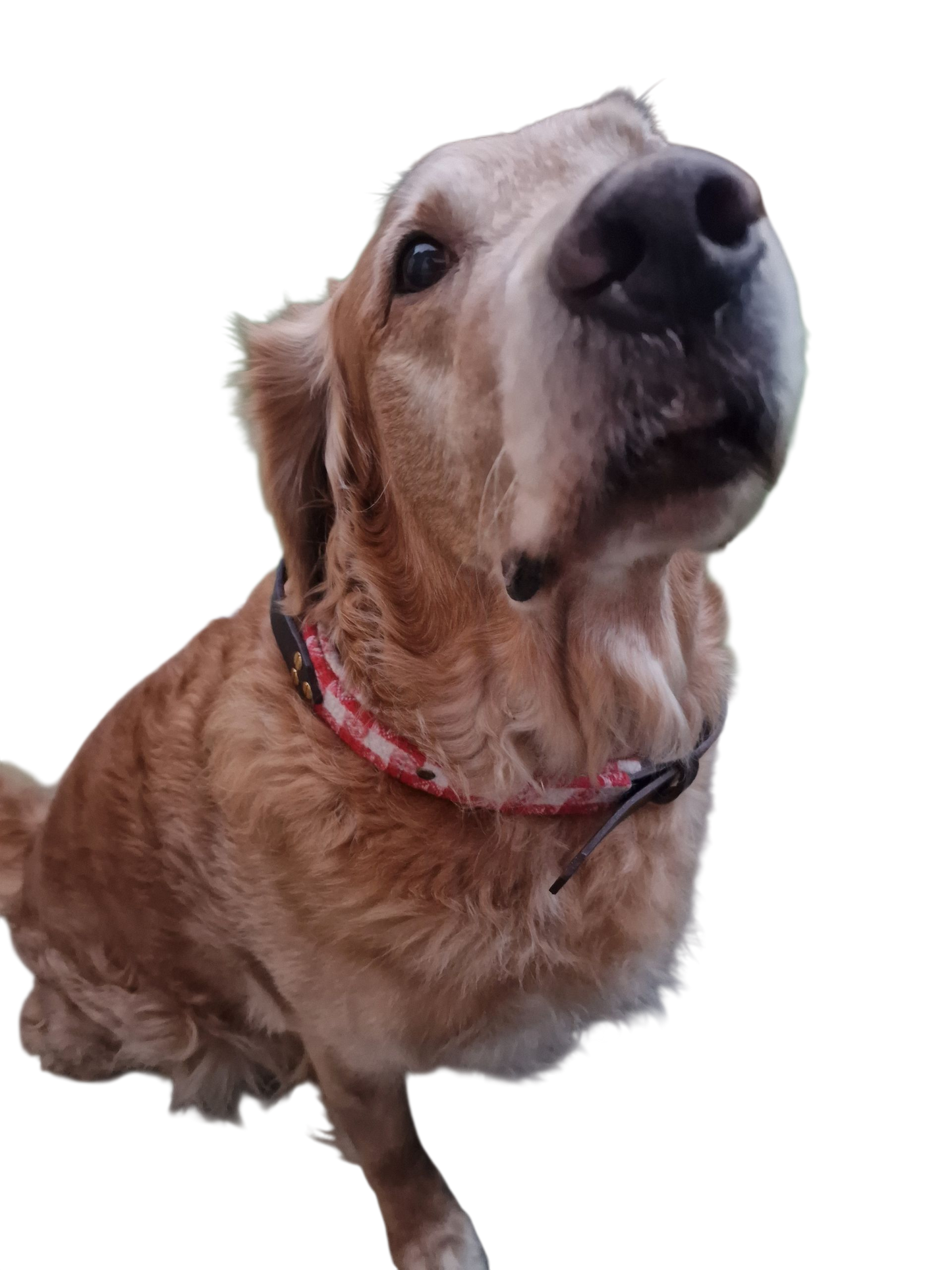 The Llanhamlach Leather Collar