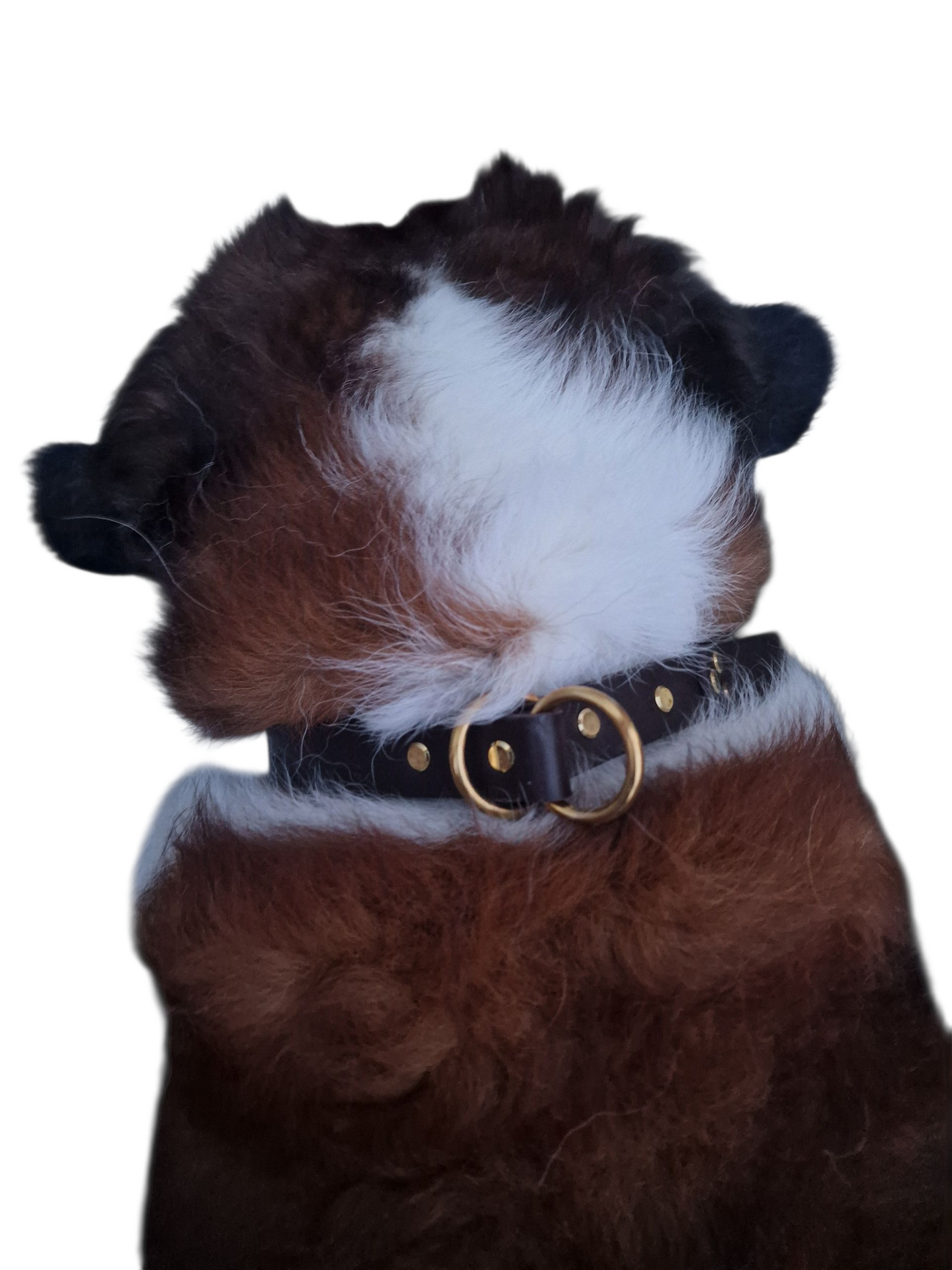 The Llandeilo Leather Slip Collar