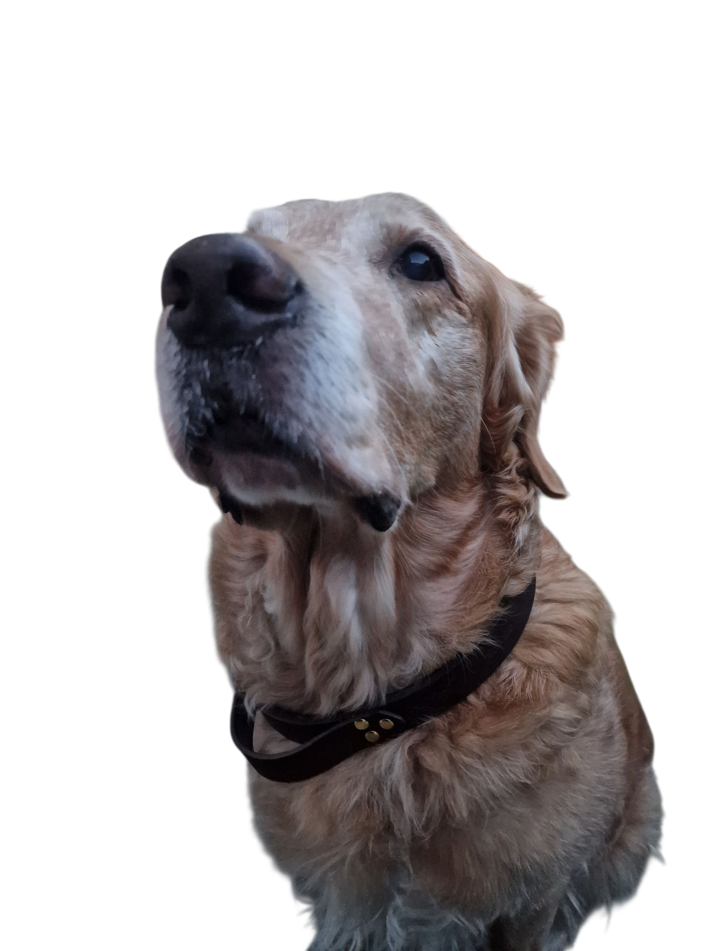 The Pembroke Leather Collar