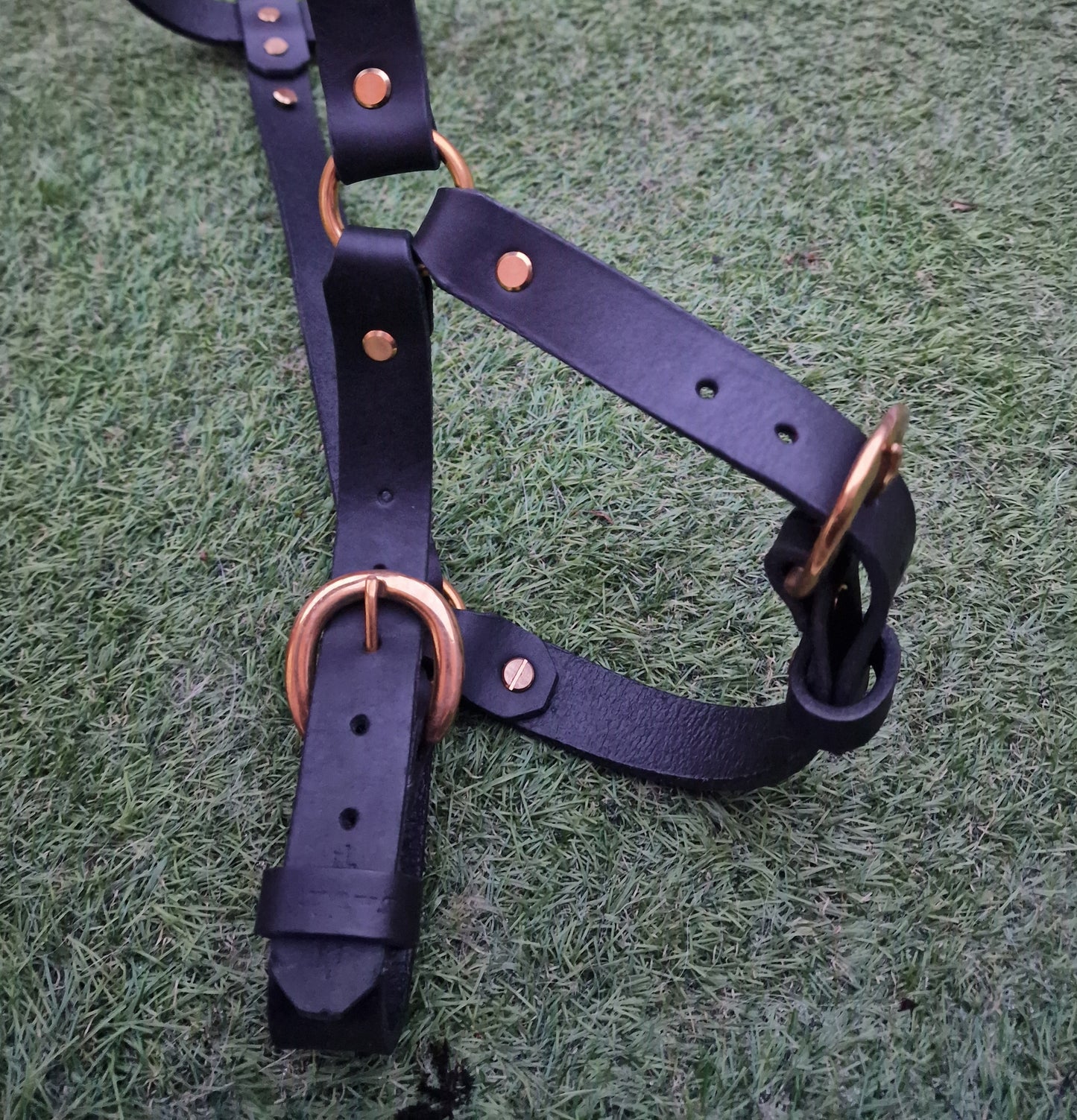 The Saundersfoot Leather Harness